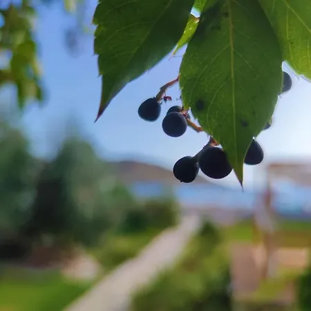 νήσος ίος Μυλοπότας