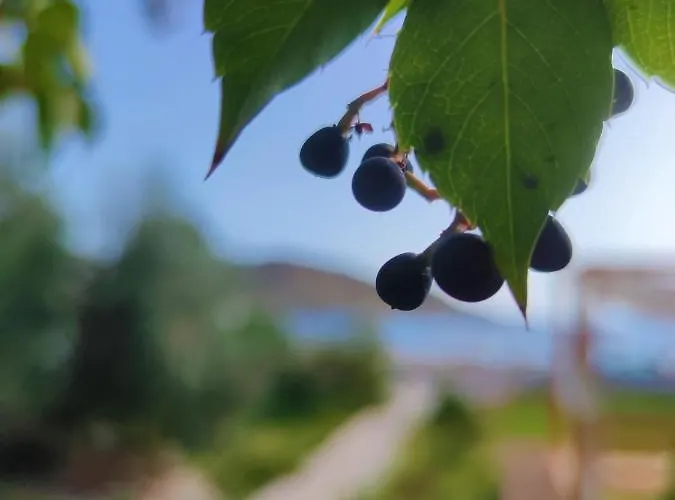 νήσος ίος Μυλοπότας